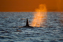 Orca (Orcinus orca) slowing at surface whilst feeding on herring in the Tysfjord area, Norway, November.