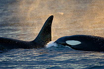 Orcas (Orcinus orca) at surface whilst feeding on herring in the Tysfjord area, Norway, November.