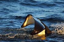Orcas (Orcinus orca) tail surface whilst feeding on herring in the Tysfjord area, Norway, November.