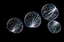 Dinoflagellates (Noctiluca miliaris) which cause glowing wakes of ships, captive.