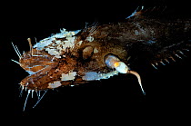 Female Toothed seadevil (Neoceratias spinifer) with male attached, captive from deep sea.
