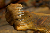Southern Elephant Seal (Mirounga leonina) close up of flipper and claws, South America.