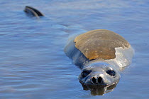 Southern Elephant Seal (Mirounga leonina) swimming, South America.
