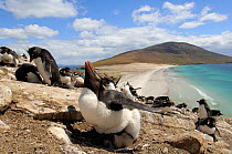 Rockhopper penguins (Eudyptes chrysocome) parent sheltering chick from the sun,  Argentina.
