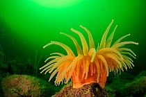 Sea anemone (Actinostola chilensis) Comau Fjord, Chile.