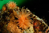 Crested cup coral (Desmophyllum dianthus) Comau Fjord, Chile.