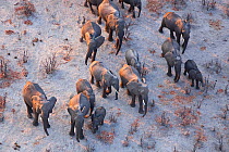 Aerial view of African elephant family (Loxodonta africana) travelling through parched landscape during drought conditions, Northern Botswana. Taken on location for BBC Planet Earth series, October 20...