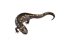 Spotted salamander (Ambystoma maculatum), Anacostia watershed, Washington DC, USA, March. Meetyourneighbours.net project.
