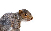 Eastern gray squirrel (Sciurus carolinensis), Anacostia watershed, Washington DC, USA, April. Meetyourneighbours.net project.