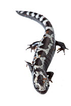 Marbled salamander (Ambystoma opacum), Anacostia watershed, Washington DC, USA, March. Meetyourneighbours.net project.
