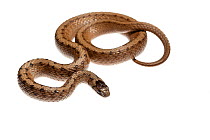 Dekay's brown snake (Storeria dekayi), Anacostia Watershed, Mount Rainier, Maryland, USA, April. Meetyourneighbours.net project.