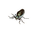 American oil beetle (Meloe americanus), Anacostia watershed, Washington DC, USA, April. Meetyourneighbours.net project.