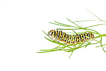 Black swallowtail (Papilio polyxenes) caterpillar, Anacostia Watershed, Maryland, USA, June. Meetyourneighbours.net project.