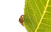 Jumping spider (Phidippus sp.) on leaf, Anacostia Watershed, Washington DC metro area, USA, July. Meetyourneighbours.net project.