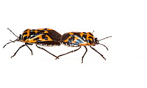 Harlequin beetle (Acrocinus longimanus) pair mating, Anacostia watershed, Washington DC metro area, USA, August. Meetyourneighbours.net project.