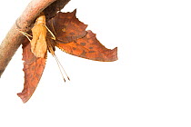 Question mark butterfly (Polygonia interrogationis) emerging, Anacostia watershed, Washington DC, USA, September. Sequence 11 of 11. Meetyourneighbours.net project.