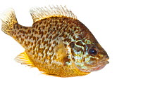 Pumpkinseed (Lepomis gibbosus), Anacostia watershed, Washintgon DC, USA, April. Meetyourneighbours.net project.