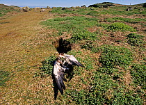 Remains of Manx Shearwater (Puffinus puffinus) preyed upon by Great Black-backed Gull, Skokholm, Wales, UK.