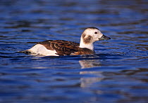 Long-tailed duck (Clangula hyemalis) female, Shetland, Scotland, UK. Winter.