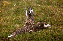 Great Skus (Stercorarius skua) fighting in territorial dispute Hermaness, Unst, Shetland, Scotland, UK. June.