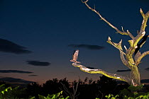 European Nightjar (Caprimulgus europaeus) male on song perch, Norfolk, England, UK. July.