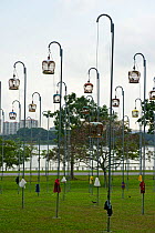 Cages of Peaceful Doves (Geopelia placida) on tall posts, Bedok Park, Singapore, July 2011.