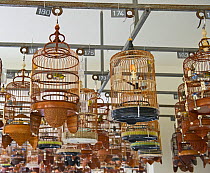 Oriental White-eyes (Zosterops palpebrosus) in cages, at regular bird keepers meeting in Singapore, July 2011.