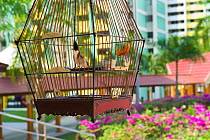 Red-whiskered Bulbuls (Pycnonotus jocosus) in cages, at regular bird keepers meeting in Singapore, July 2011.
