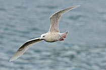 Iceland Gull (Larus glaucoides) second winter gull in flight, Ardglass Harbour, Northern Ireland, UK. February.