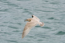Kumlien's Gull (Larus glaucoides kumlieni) juvenile in first winter, Ardglass Harbour, County Down, Northern Ireland, UK. February.