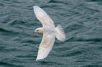 Iceland Gull (Larus glaucoides) second winter gull in flight, Ardglass Harbour, County Down, Northern Ireland, UK. February.