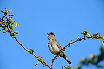 Blackcap (Sylvia atricapilla) male in song, Norfolk, England, UK. May.