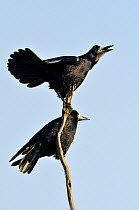 Rooks (Corvus frugilegus) calling, Norfolk, England, UK. January 2013.