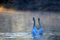 Mute Swan (Cygnus olor) in courtship display on River Thet, Norfolk, England, UK, April.
