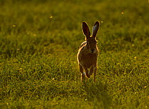 Brown Hare (Lepus europaeus) running, Norfolk, England, UK. May.