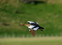 Magellan Goose (Chloephaga picta) female in flight, Torres del Paine National Park, Patagonia, Chile