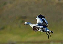 Upland Goose or Magellan Goose (Chloephaga picta) male, Torres del Paine National Par,k Patagonia, Chile
