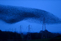 Starling (Sturnus vulgarss) murmuration of an estimated flock of one million arriving at roost, Rigg, Dumfries and Galloway, Scotland, UK. December.