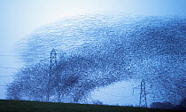 Starling (Sturnus vulgarss) murmuration of an estimated flock of one million arriving at roost, Rigg, Dumfries and Galloway, Scotland, UK. December.