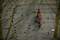 Roost of around 800 Pied Wagtails (Motacilla alba) in trees outside Terminal 5 Heathrow, London, UK. December 2013.