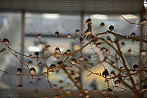 Roost of around 800 Pied Wagtails (Motacilla alba) in trees outside Terminal 5 Heathrow, London, UK. December 2013.