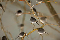 Roost of around 800 Pied Wagtails (Motacilla alba) in trees outside Terminal 5 Heathrow, London, UK. December.