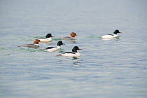 Goosander (Mergus merganser) group of four males and two females, Lake Geneva, Switzerland, March.