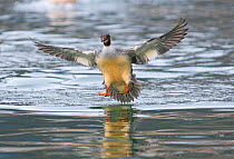 Goosander (Mergus merganser) female landing, Lake Geneva, Switzerland, March.