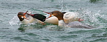 Goosander (Mergus merganser) male and females fighting over food, Lake Geneva, Switzerland, March.