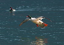 Goosander (Mergus merganser) male in flight, Lake Geneva, Switzerland, March.