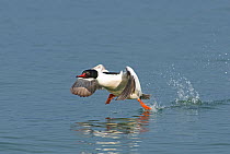 Goosander (Mergus merganser) male taking off,  Lake Geneva, Switzerland, March.