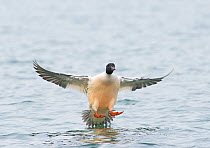 Goosander (Mergus merganser) male landing,  Lake Geneva, Switzerland, March.