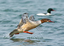 Goosander (Mergus merganser) female taking off, Lake Geneva, Switzerland, March.