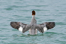 Goosander (Mergus merganser) femalewith wings outstretched, Lake Geneva, Switzerland, March.